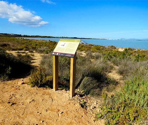 Nueva ruta de avistamiento de aves elaborada para el Estany Pudent de Formentera